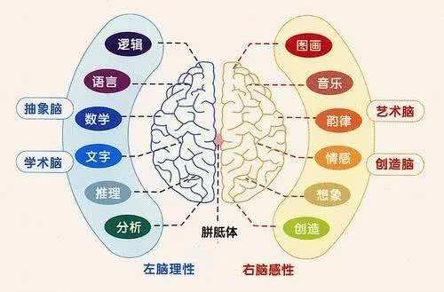 大脑是健康和生命的调节器